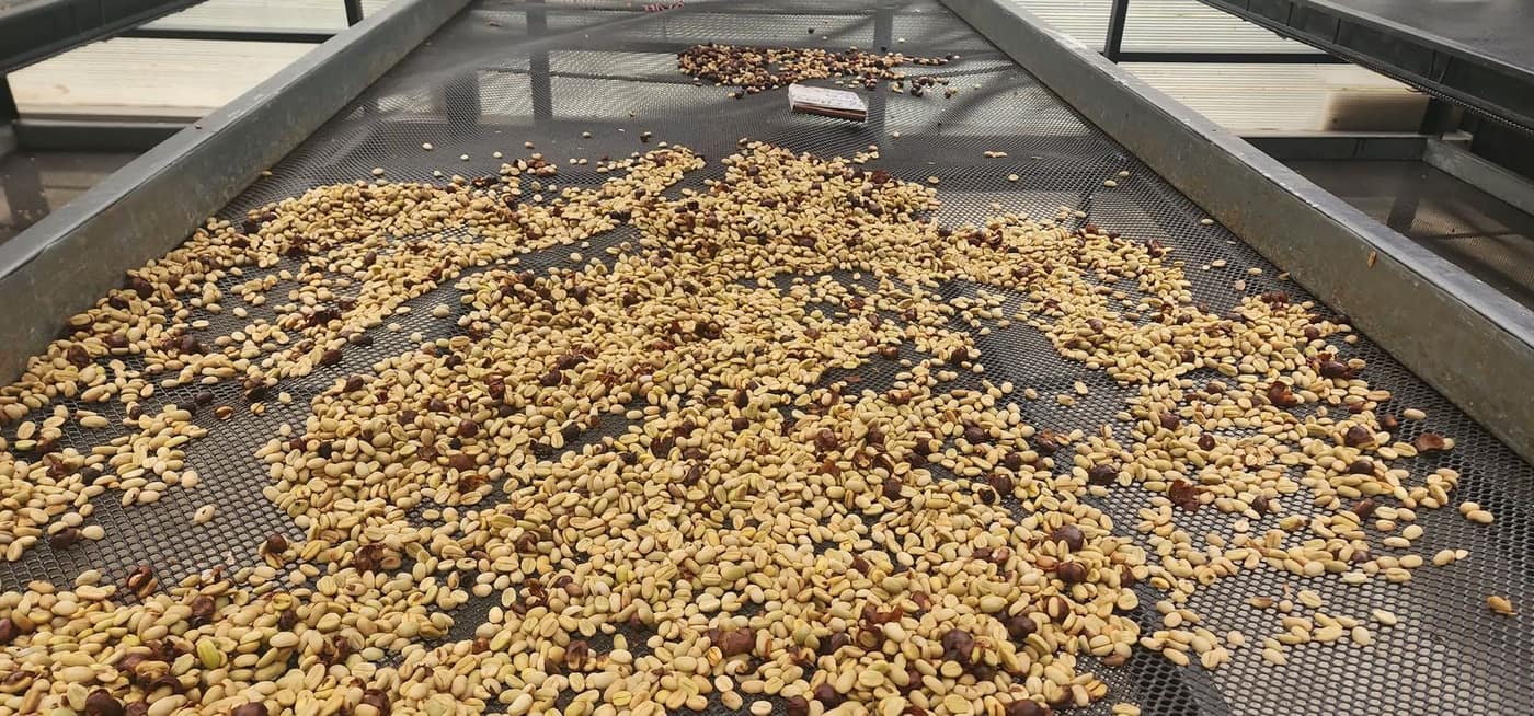 Coffee beans drying on raised beds in Boquete, Panama