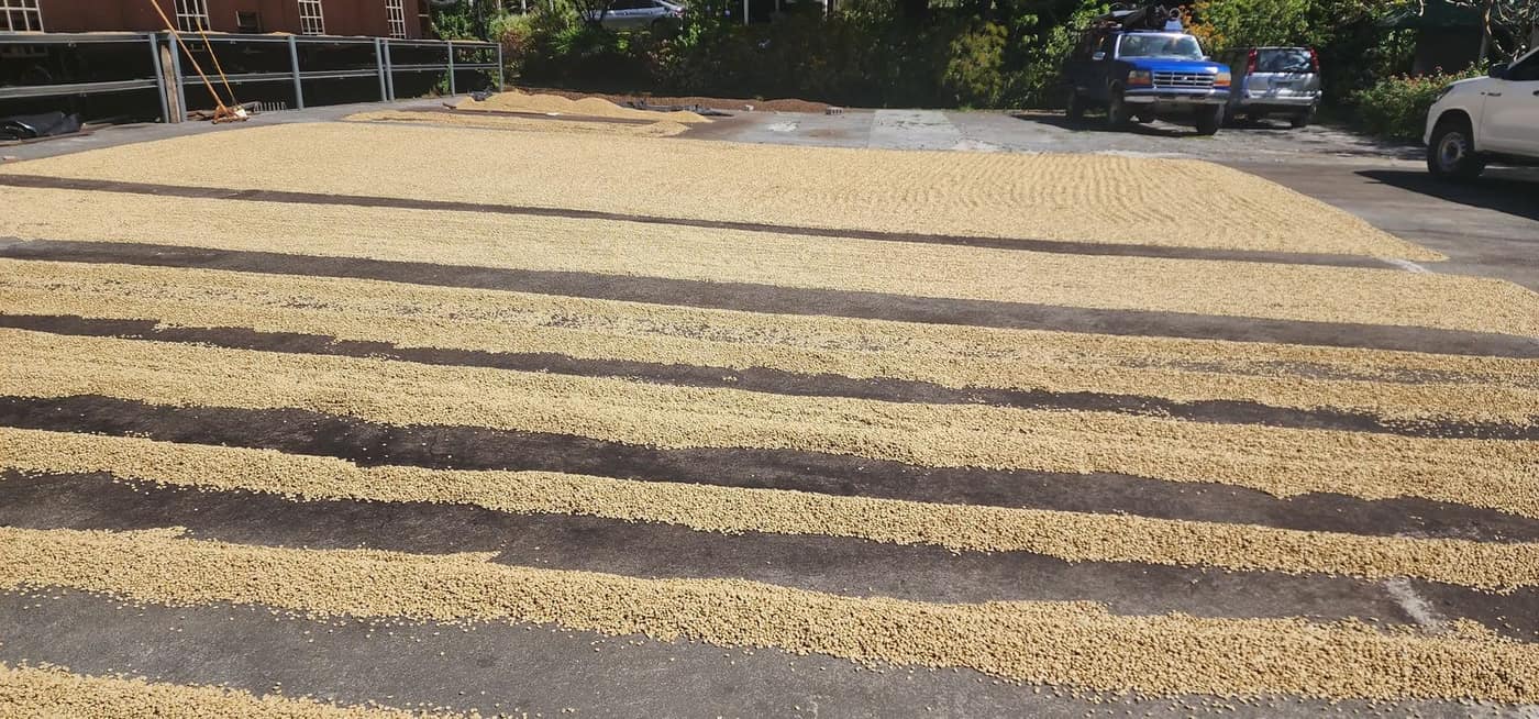Washed coffee drying in the sun on a patio in Boquete, Panama